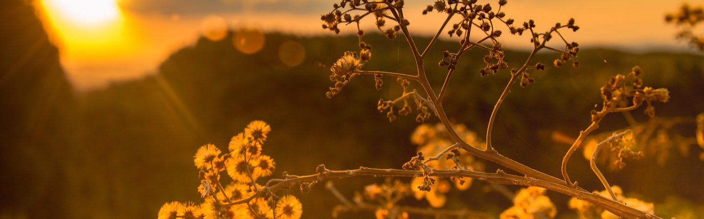 sunset and blossom landscape