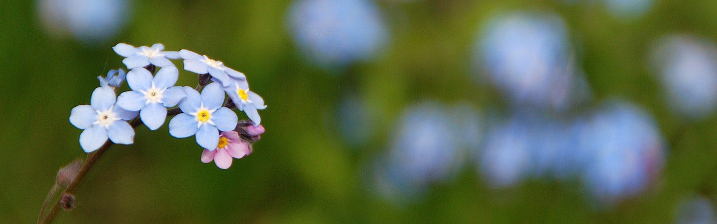 blue forget me not flowers